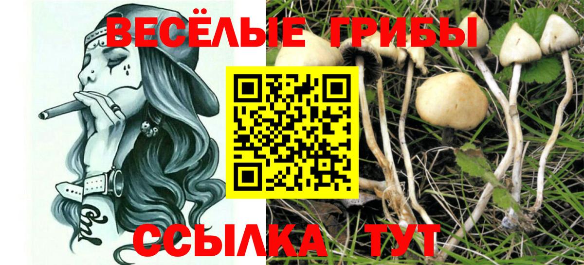 Сибай  Галлюциногенные грибы прущие грибы  Вход с VPN  Псилоцибиновые грибы GOLDEN TEACHER 